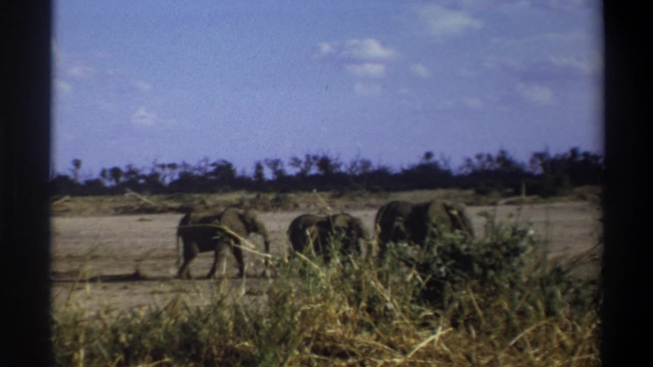 Three elephants continue walking near tall grass with a low treeline behind them.