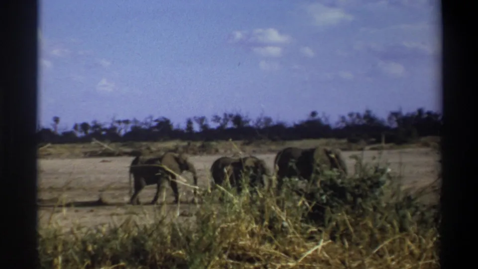 The elephants move steadily across the dry landscape, seen through soft 8mm color with grass and trees in the distance.