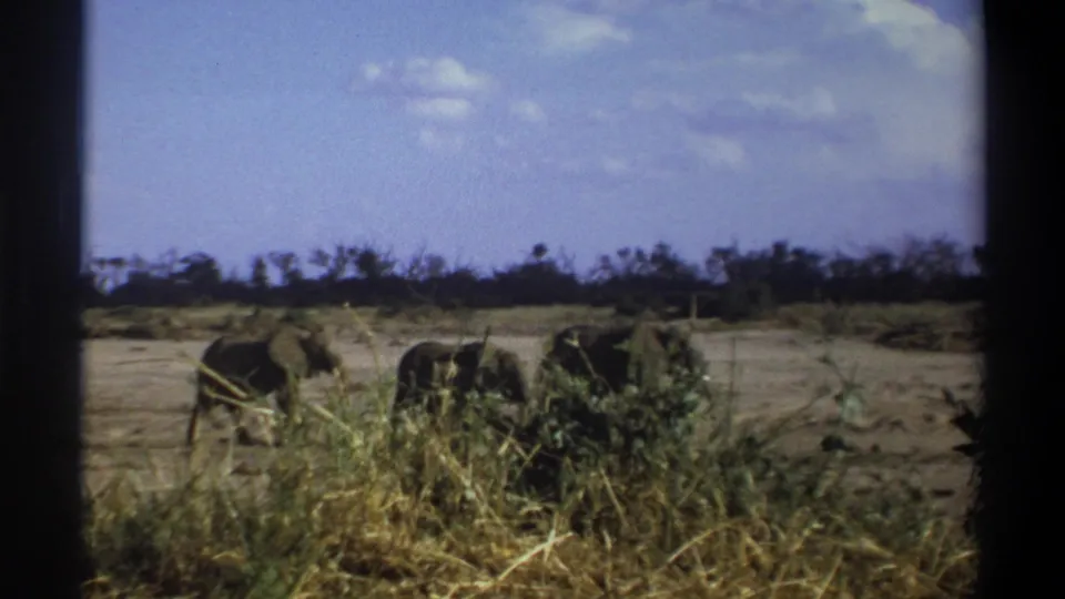 Three elephants are partly obscured by tall grass as they cross a dry South African field in vintage 8mm footage.