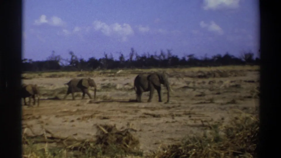 The final frame shows the elephants farther apart across dry ground, with a low treeline and blue sky behind them.