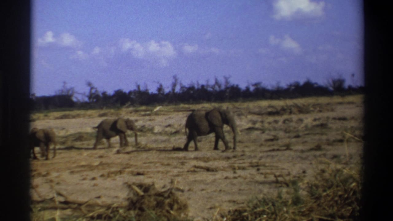 1969 South Africa 8mm frame showing elephants moving across a dry savanna-like landscape with low scrub and dark film borders.