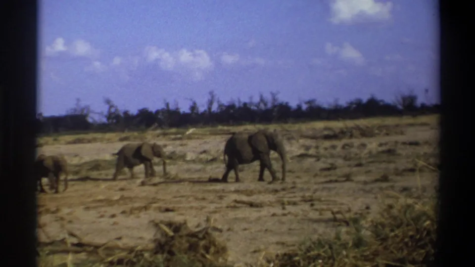 1969 South Africa 8mm frame showing elephants moving across a dry savanna-like landscape with low scrub and dark film borders.