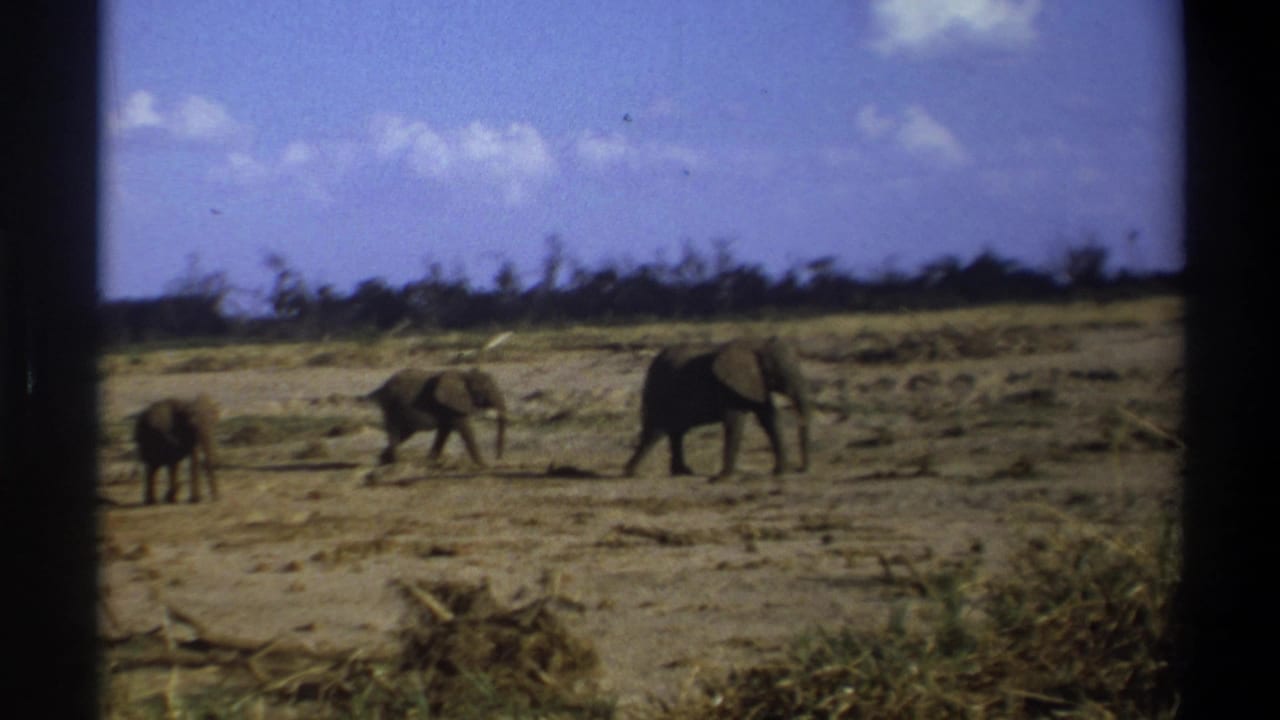 Elephants spread across a dry plain with scrub along the horizon.