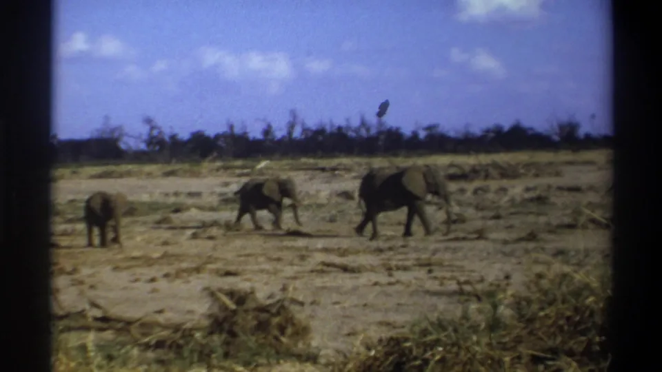 1969 South Africa 8mm frame showing a calf-sized elephant and two adults moving rightward across dusty savanna ground.