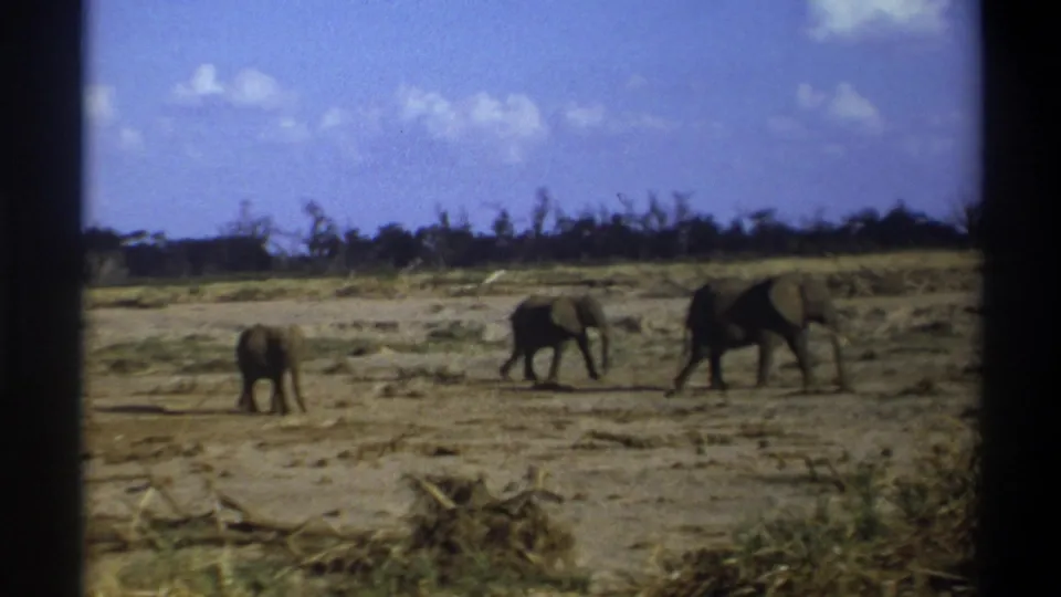 1969 South Africa 8mm frame with elephants continuing across a dry savanna-like field, bordered by dark home-movie frame edges.