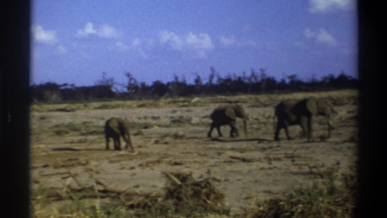 1969 8mm Cape Town metadata frame showing three elephants, including a smaller one, moving across dry savanna-like ground.
