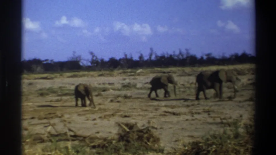 1969 8mm Cape Town metadata frame showing three elephants, including a smaller one, moving across dry savanna-like ground.