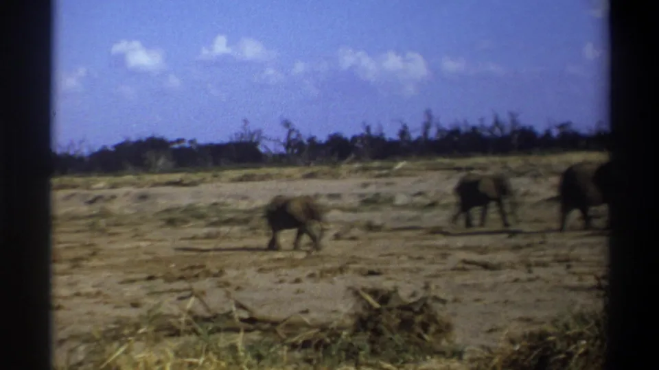 Archival 8mm frame with a smaller elephant crossing the center of a dry landscape and larger elephants near the right edge.