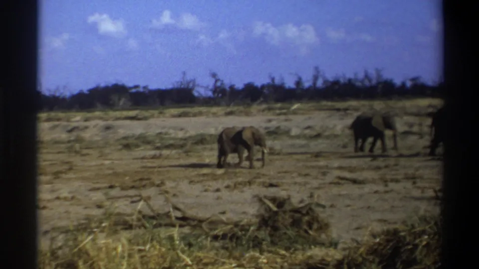 1969 8mm Cape Town metadata frame showing elephants spread across a dry, scrubby landscape beneath a bright sky.