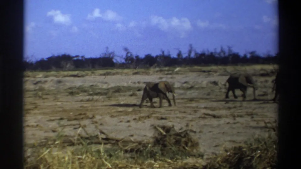 Archival 8mm wildlife frame showing one elephant feeding or lowering its trunk on dry ground while another walks at right.