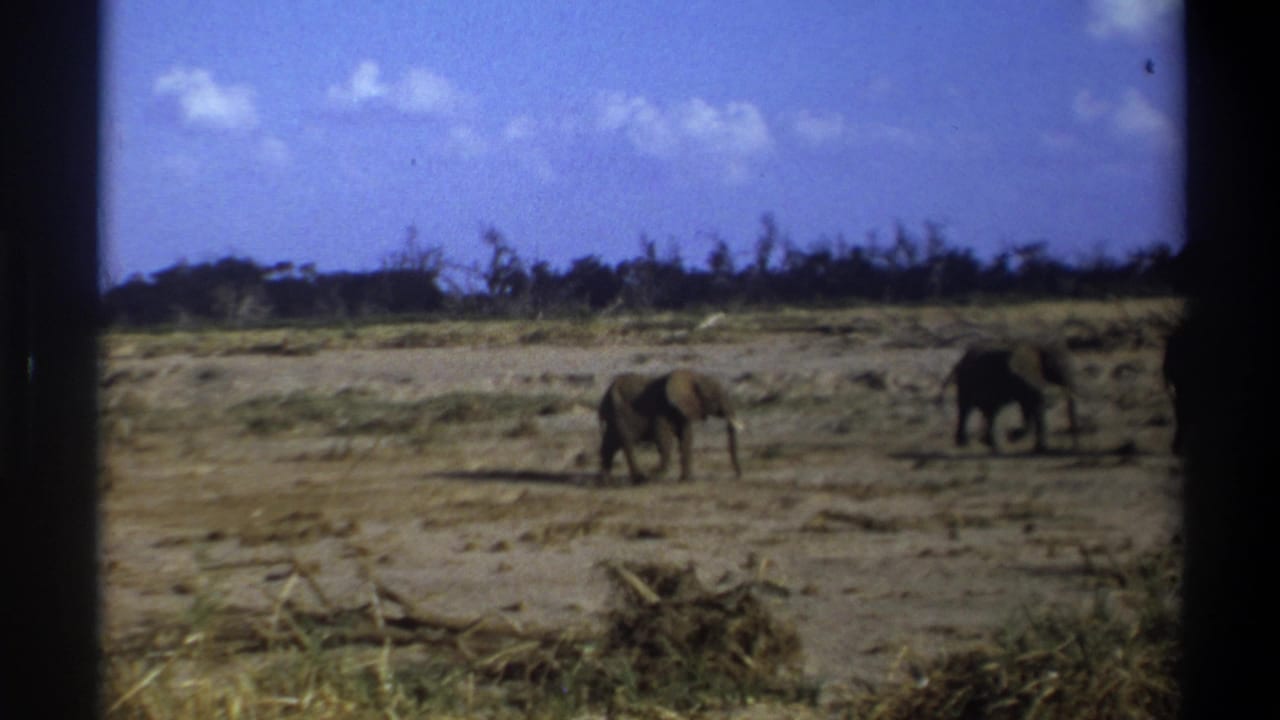 1969 8mm Cape Town-area wildlife footage showing two elephants on dry open ground with scrub and clouds in the distance.