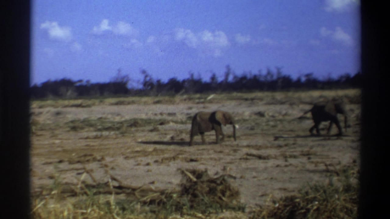 Two elephants spread apart on dry ground with scrub in the background.