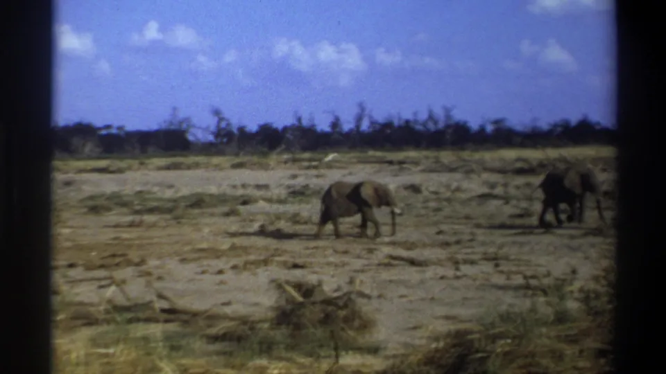 Late-1960s 8mm footage shows two elephants moving through dry open ground in the Cape Town, South Africa metadata location.
