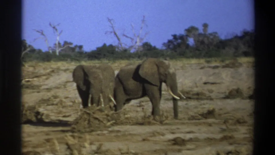 A closer 8mm frame shows two elephants in a dry Cape Town-area setting, with brush, bare branches, and soft film grain visible.