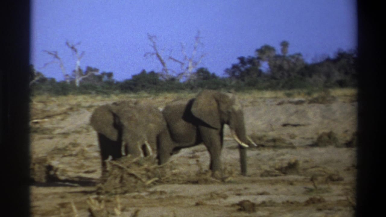 Two elephants stand in a sandy South African wildlife setting in metadata-supported 1969 8mm footage.