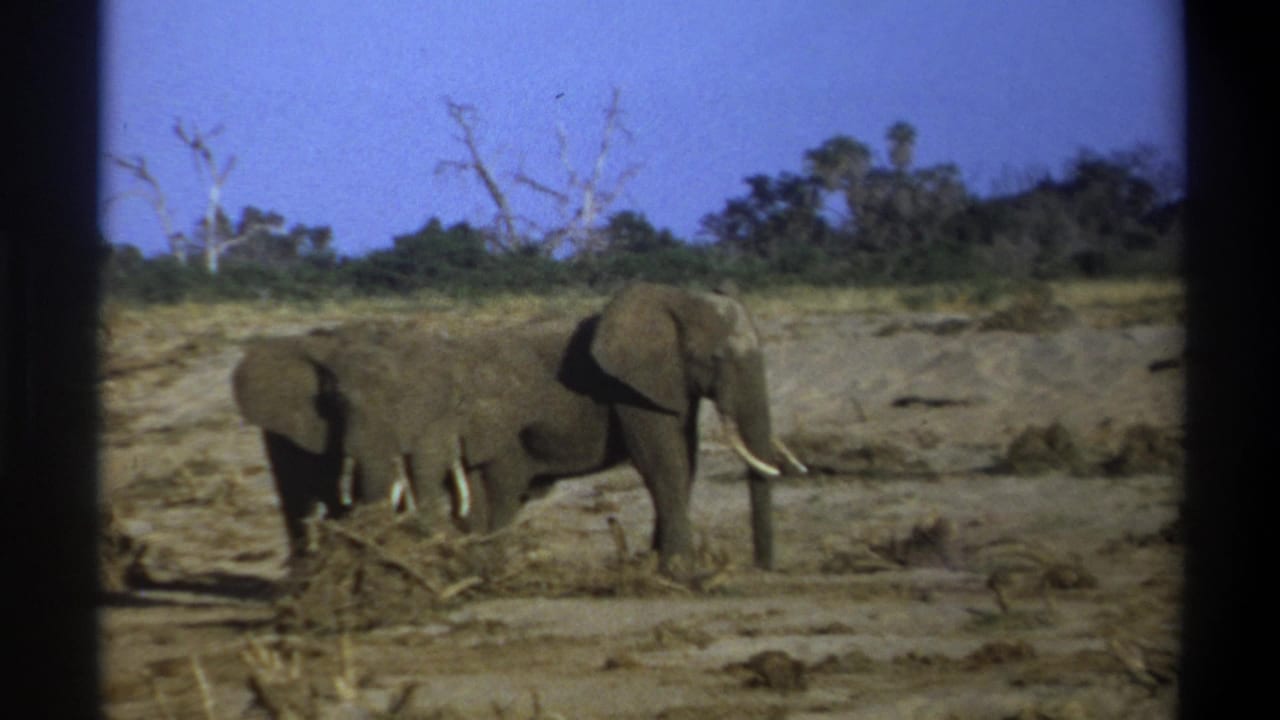 Two elephants beside brush in a dry clearing under a blue sky.