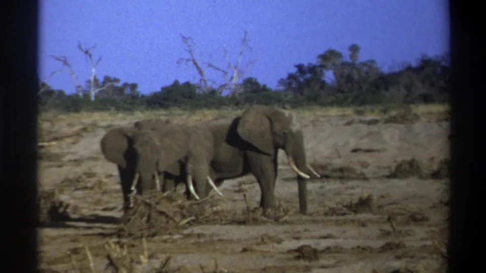 Two elephants remain close together in a dry habitat, captured with soft 8mm color and visible frame borders.