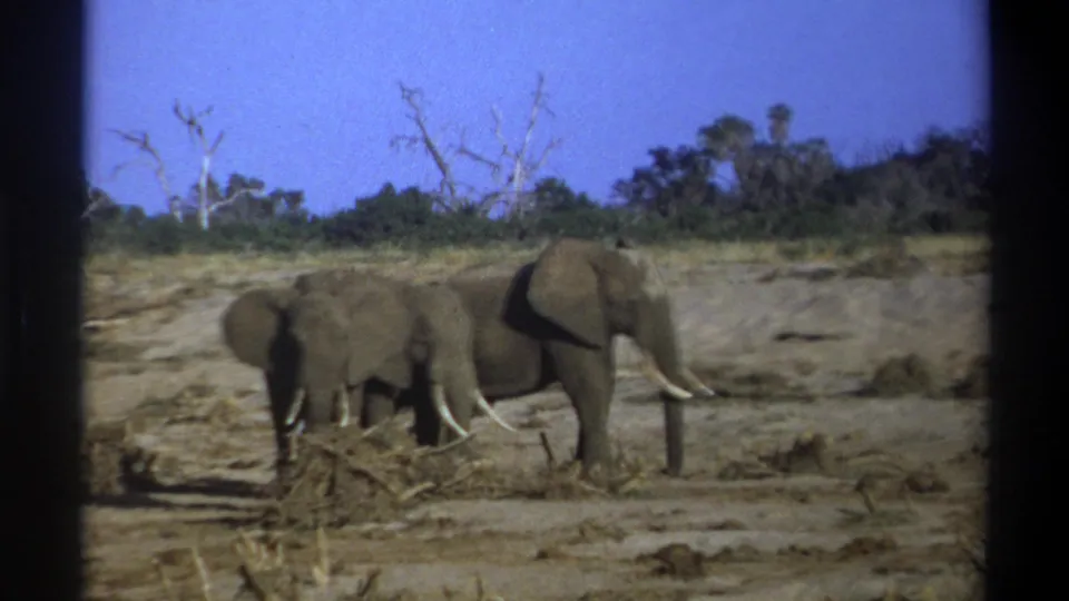 A brief 1969 8mm view shows two elephants in a dry South African landscape with sparse trees.