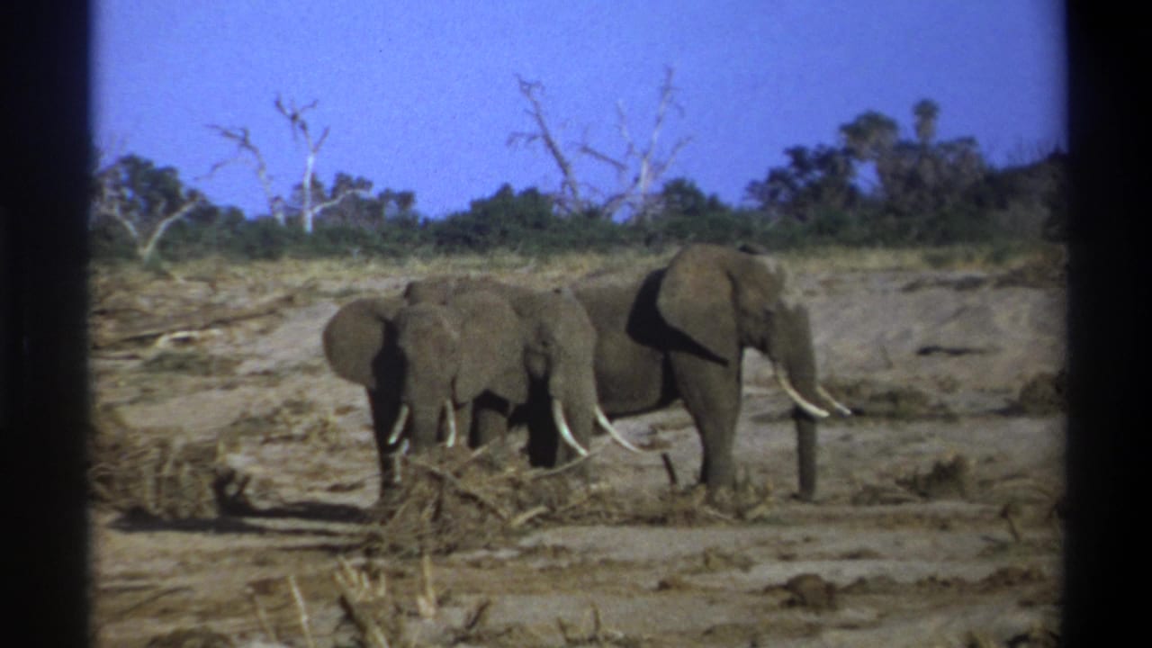 1969 8mm frame from South Africa metadata showing a tusked adult elephant with younger elephants on dry savannah-like terrain.