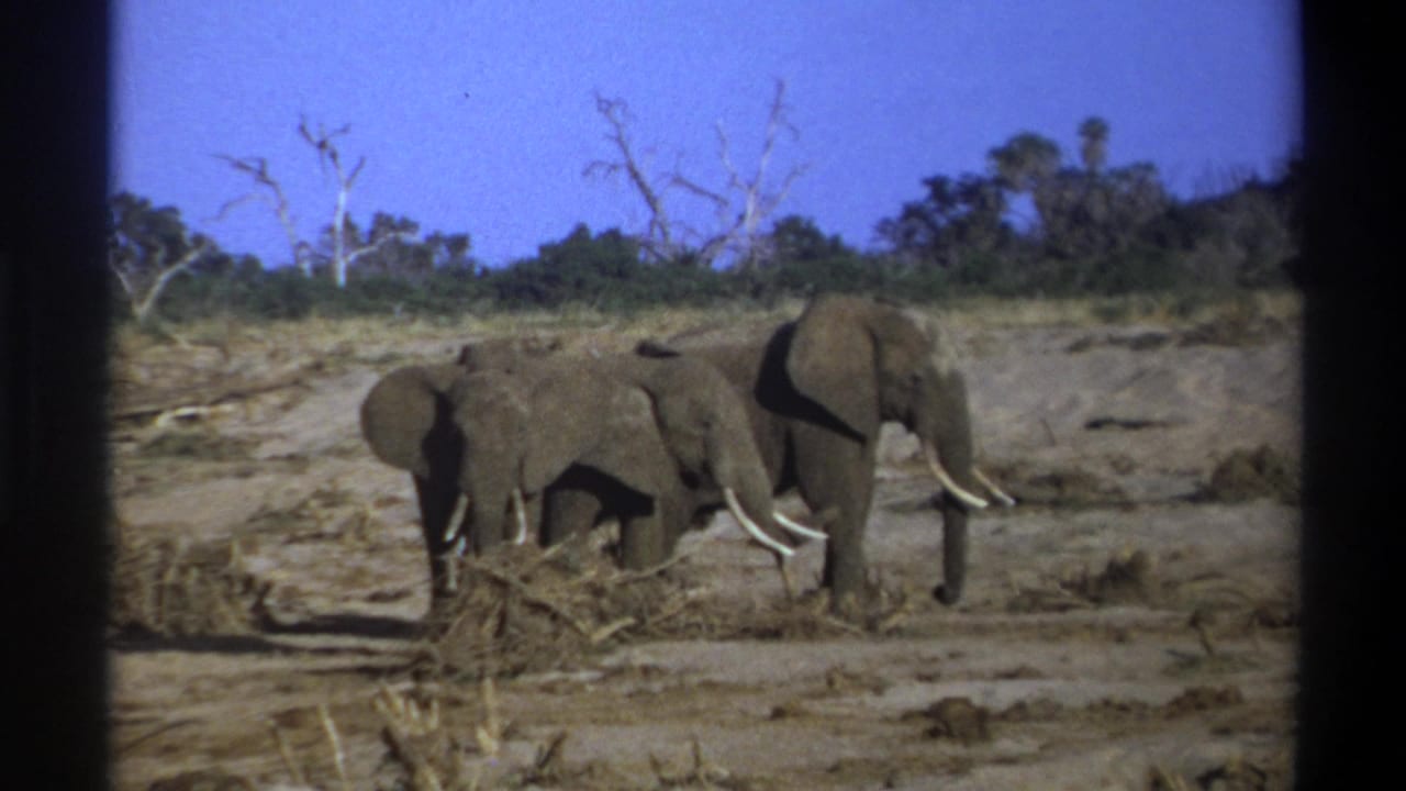 Elephant group beside dry scrub with a large tusked adult at right.