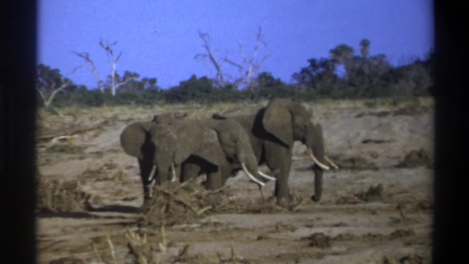 A 1969 home-movie frame shows an elephant group in dry terrain, with a tusked adult at right and smaller elephants nearby.