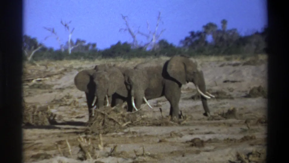 The elephant family appears to move slowly across a dry clearing in 1969 South Africa home-movie footage.