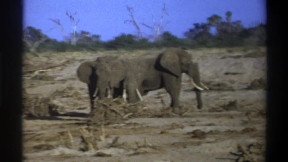 A large tusked elephant walks at the right of the frame, with smaller elephants nearby in the dry South African landscape metadata identifies as 1969.