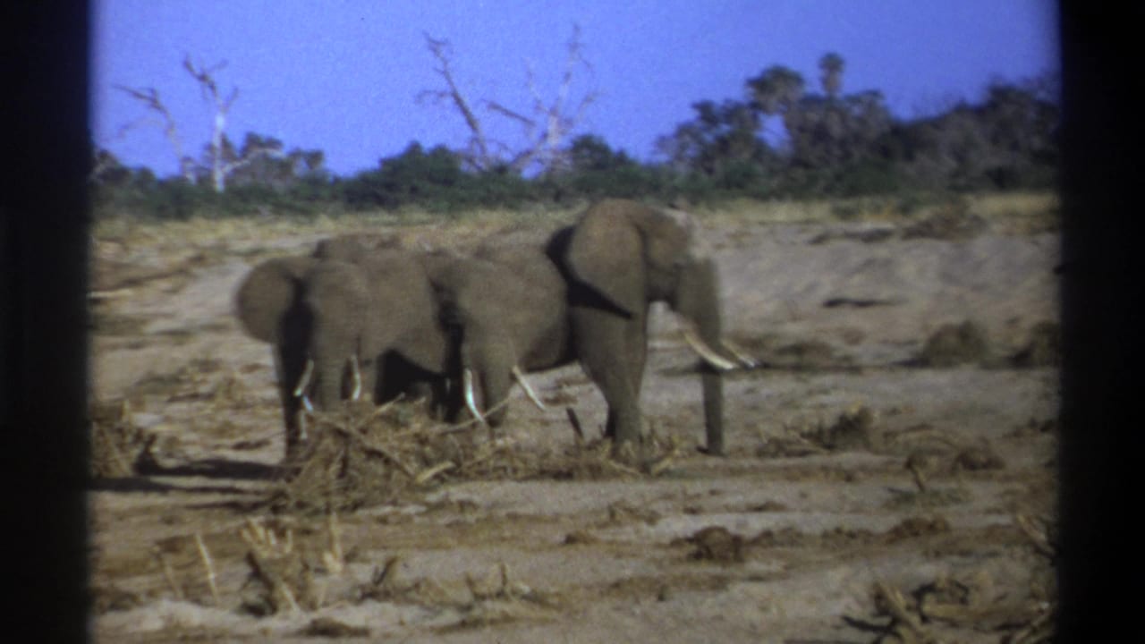 1969 8mm frame from Cape Town metadata showing elephants, including a tusked adult, in a dry open landscape.