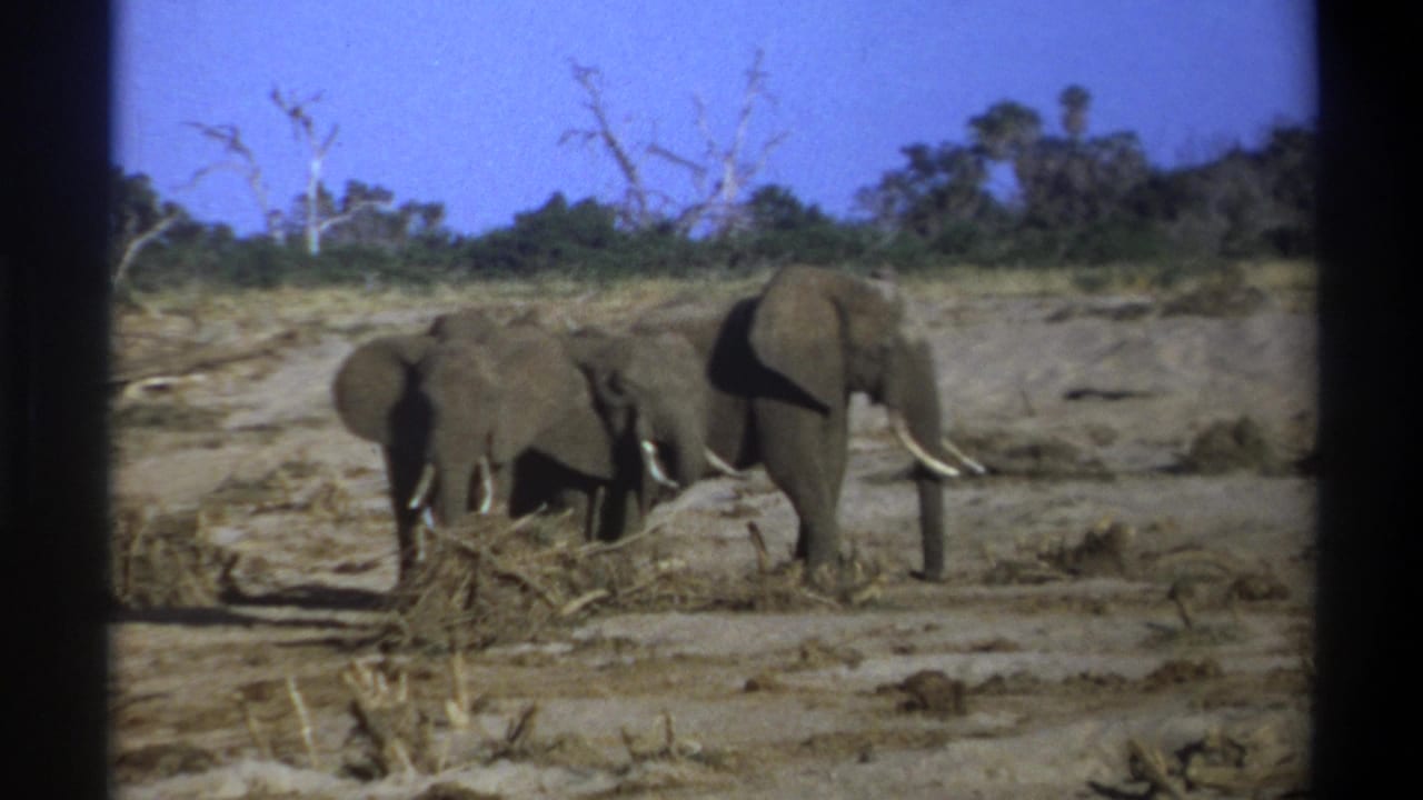 A small group of elephants stands close together in a dry open area.