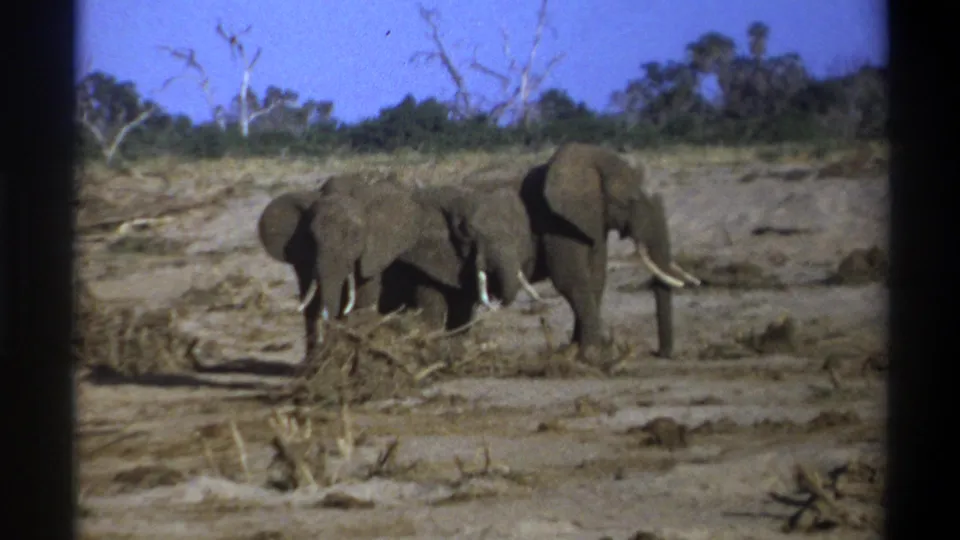 Final 1969 Cape Town 8mm frame showing a small elephant group beside brush in an arid-looking habitat.