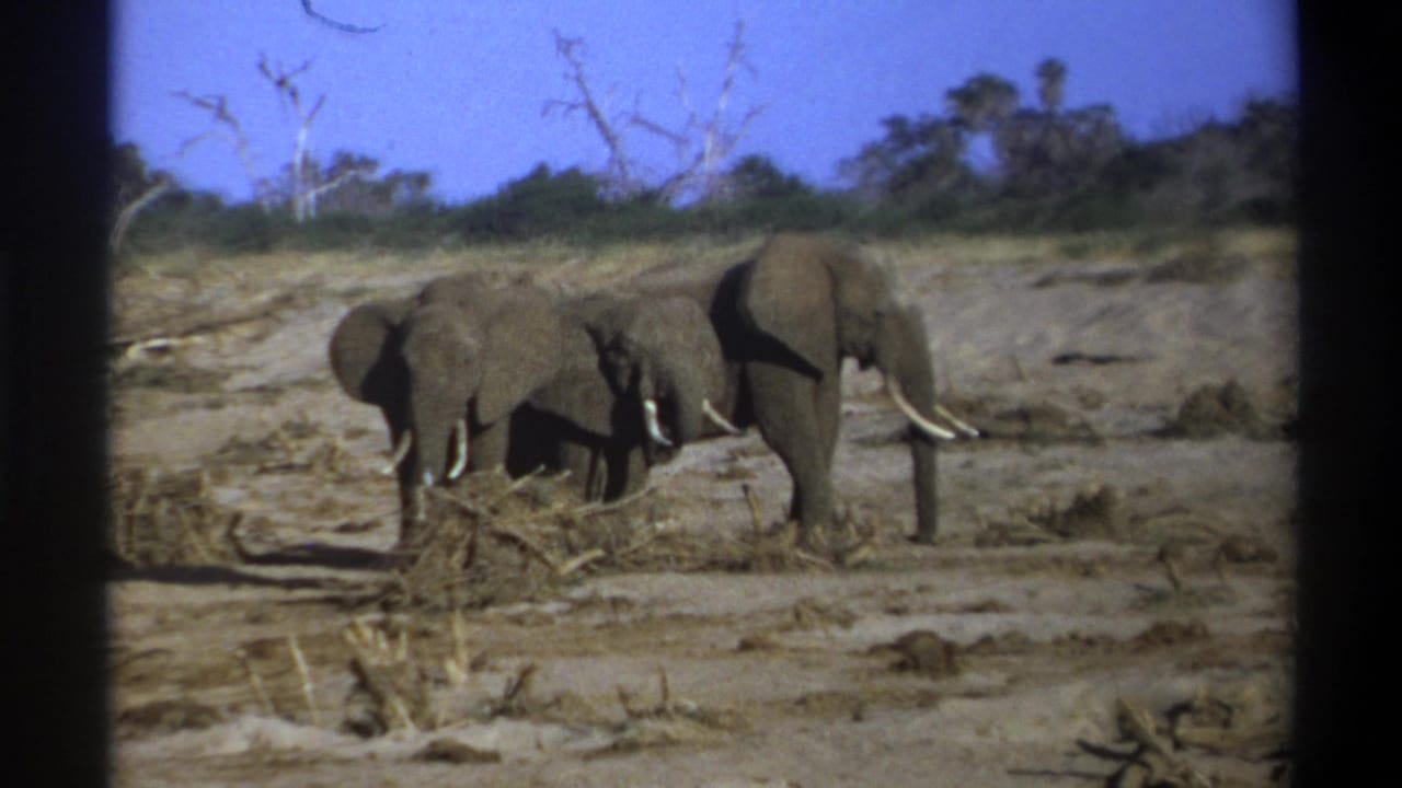 1969 Cape Town home-movie frame showing four elephants with tusks in a dry, open landscape with dead trees.