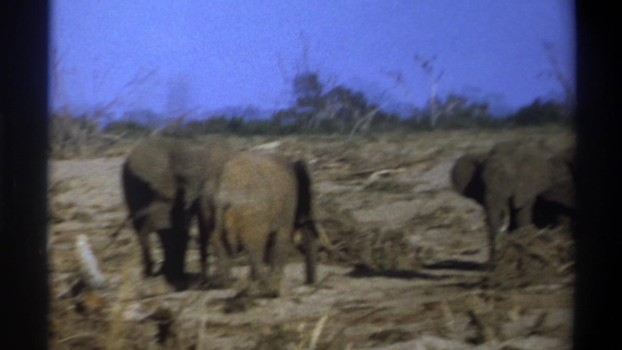 Elephants move slowly across a dry clearing with dead wood and low scrub.