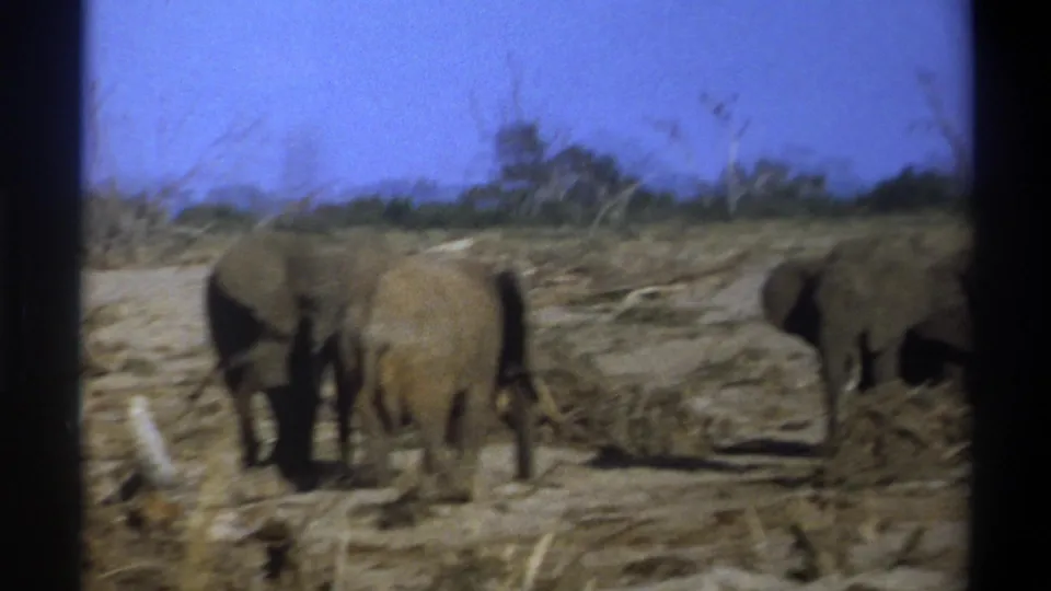 1969 Cape Town frame of elephants seen from behind and side as they cross dry terrain with sparse vegetation.