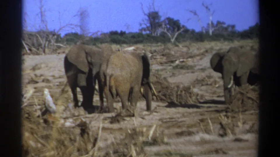 Vintage 8mm frame from the supplied 1969 Cape Town clip with elephants clustered near dead branches in a dry landscape.