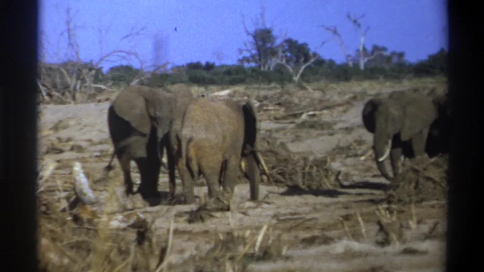 1969 Cape Town wildlife frame showing elephants with tusks near dead wood, sparse trees, and dusty ground.