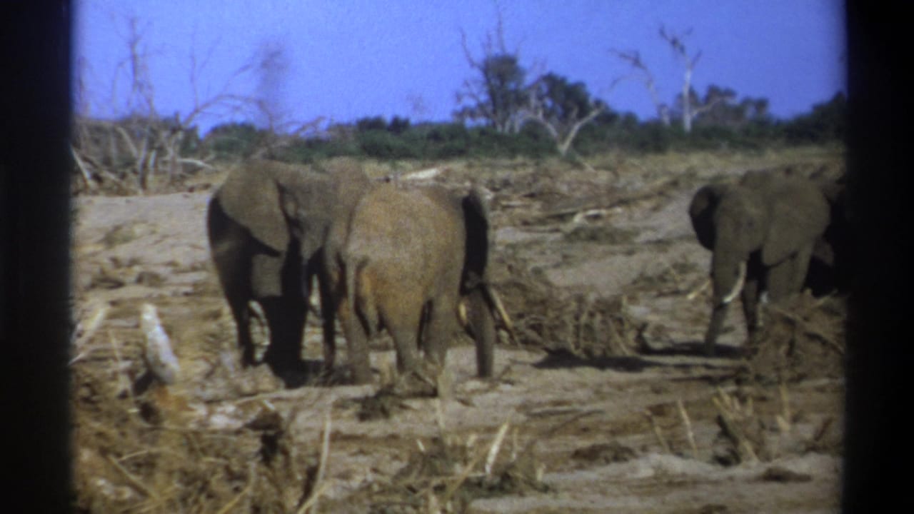 1969 South Africa 8mm frame showing elephants on dusty open ground with sparse trees and a blue sky in the background.