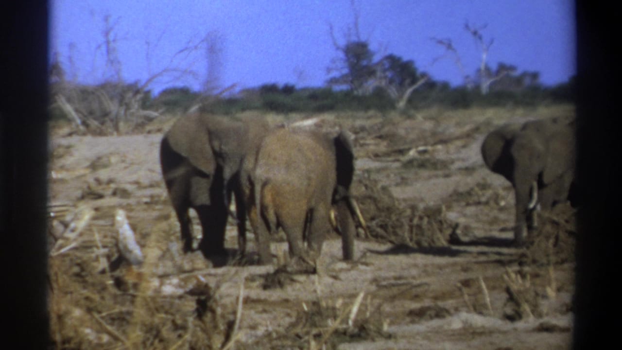 Elephants move across dusty ground near low brush and bare trees.