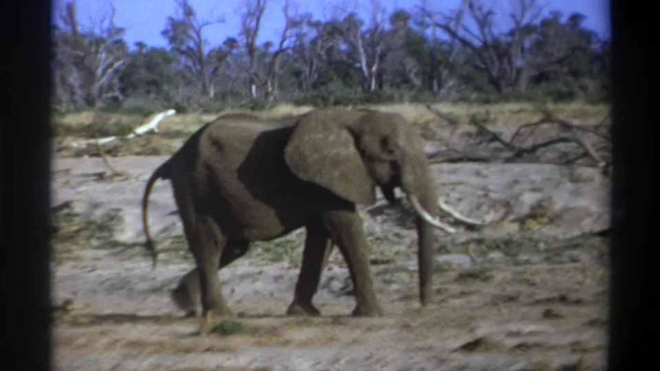 1969 South Africa 8mm frame showing a tusked elephant in side profile walking across dry ground near sparse woodland.
