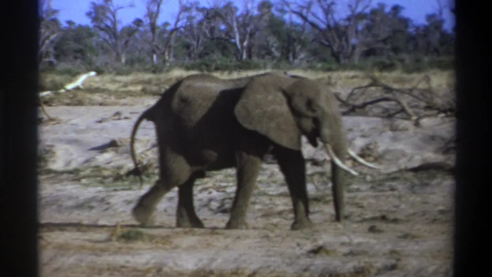 1969 South Africa 8mm frame of a tusked elephant walking rightward through a dry clearing with sparse trees beyond.