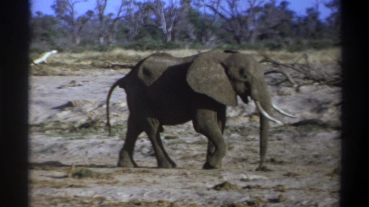 1969 8mm footage frame showing a tusked elephant moving left to right through a dry riverbed in the recorded South Africa location.
