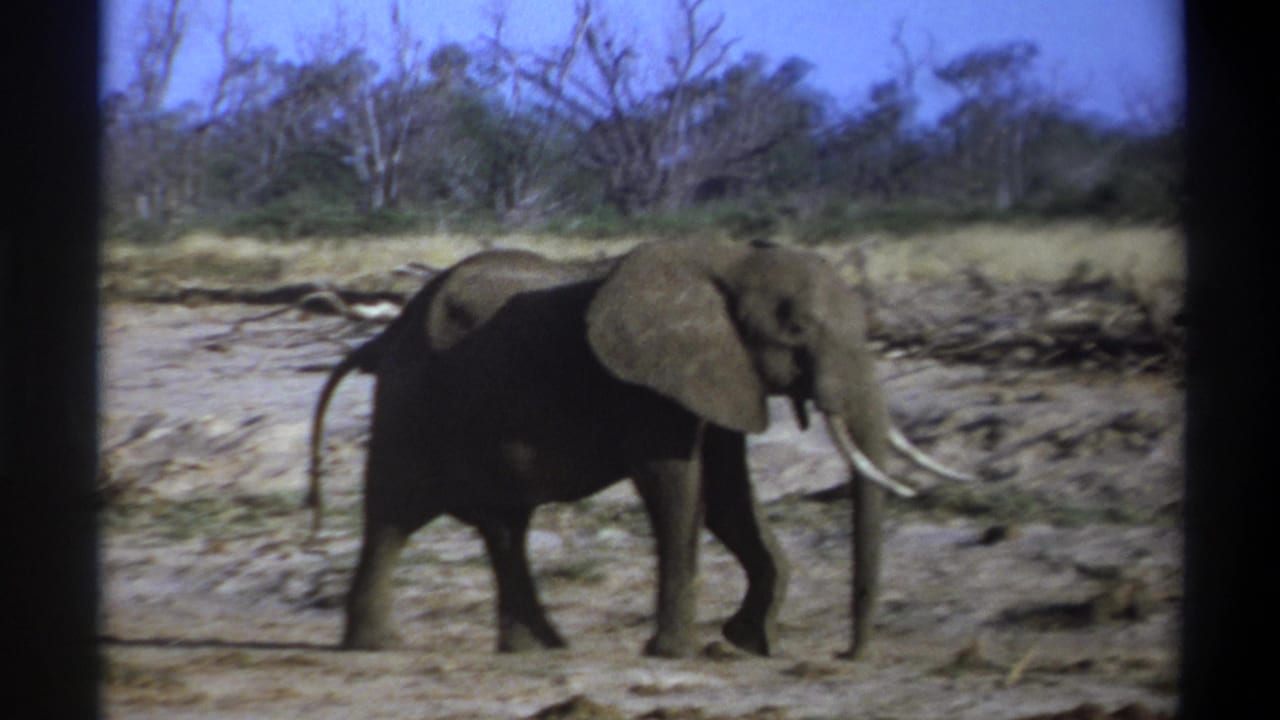 Tusked elephant in a 1969 archival 8mm frame, walking through a dry riverbed with scrub and leafless trees behind it.