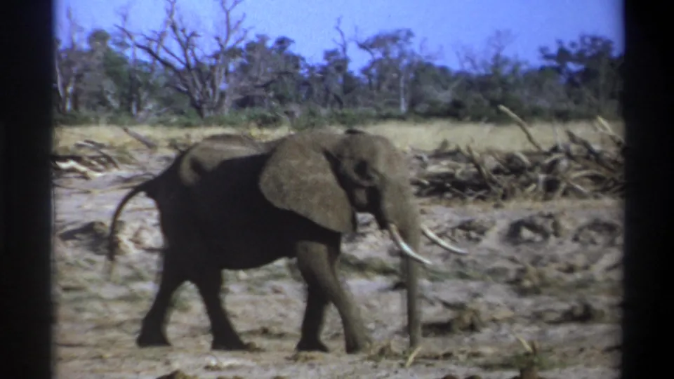 Archival 8mm frame of a tusked elephant walking left to right in a dry South Africa riverbed setting, with brush and trees behind.