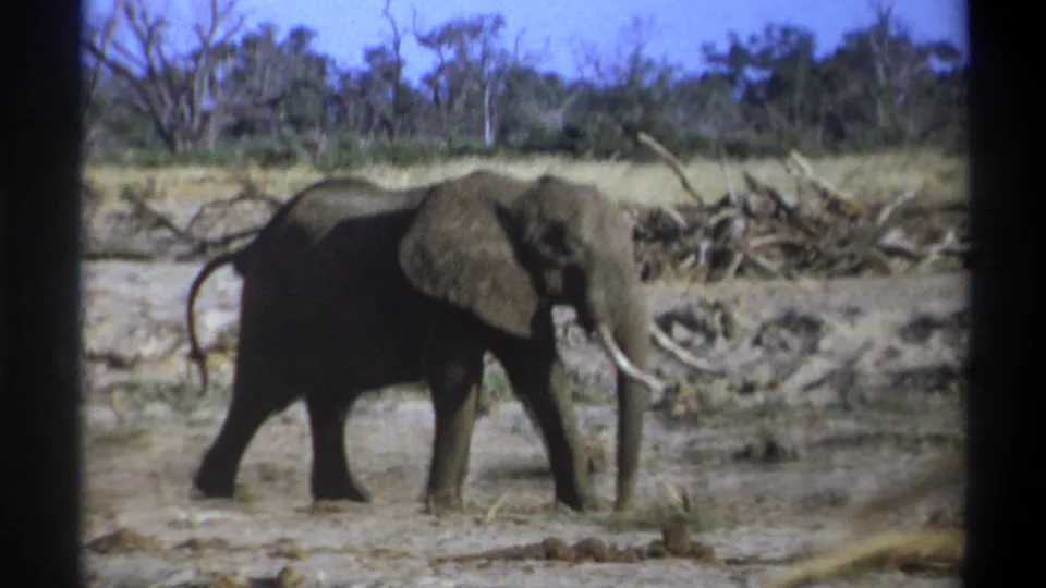 Final 1969 8mm frame shows the tusked elephant continuing across the dry riverbed, with driftwood, scrub, and trees in the background.