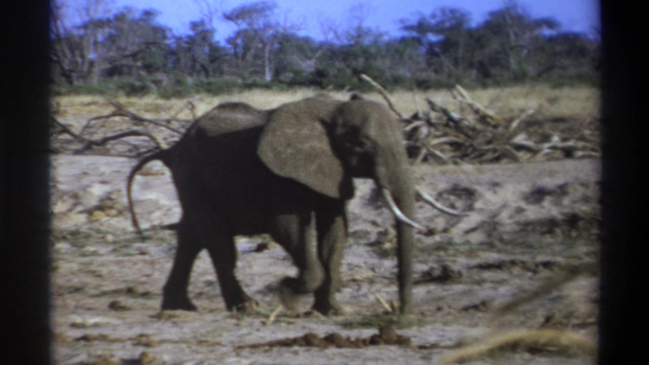 1969 8mm South Africa wildlife frame showing a tusked elephant walking through dry savanna-like terrain with branches and scrub in the background.