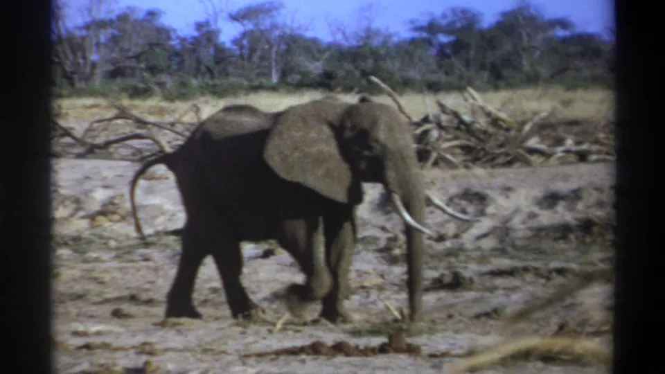 1969 8mm South Africa wildlife frame showing a tusked elephant walking through dry savanna-like terrain with branches and scrub in the background.