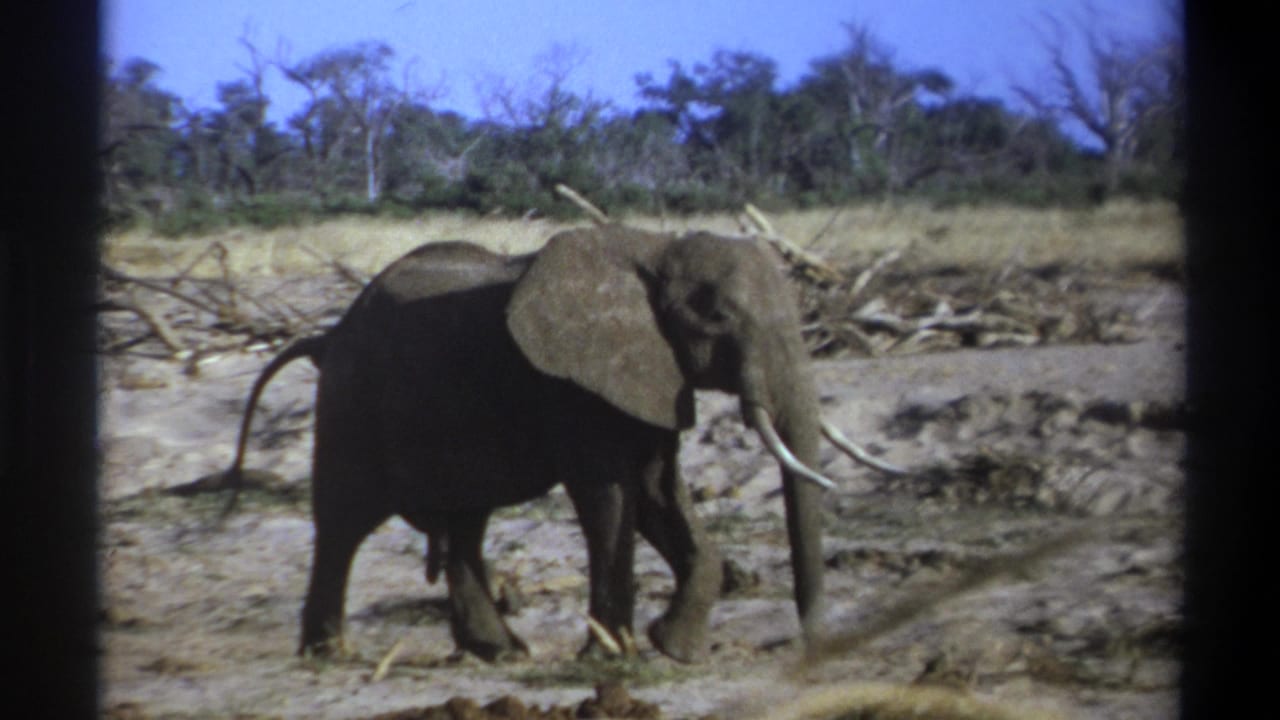 Elephant in side view walking past a dry wash with brush and trees in the background.