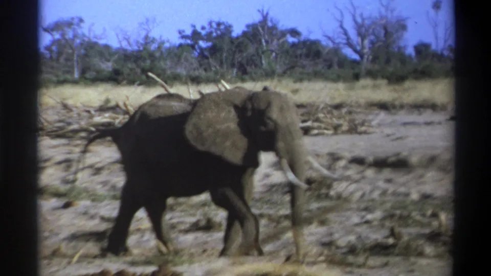 1969 8mm South Africa wildlife still showing a tusked elephant walking across a dry clearing with scrub trees in the distance.