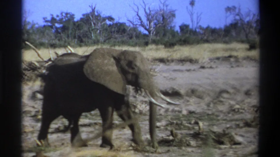 1969 8mm South Africa frame showing a tusked elephant moving through dry savanna-like ground with scrub and bare trees beyond.