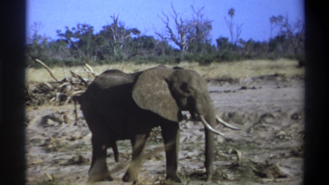 1969 8mm South Africa footage showing a tusked elephant moving through dry grassland with sparse trees in the background.