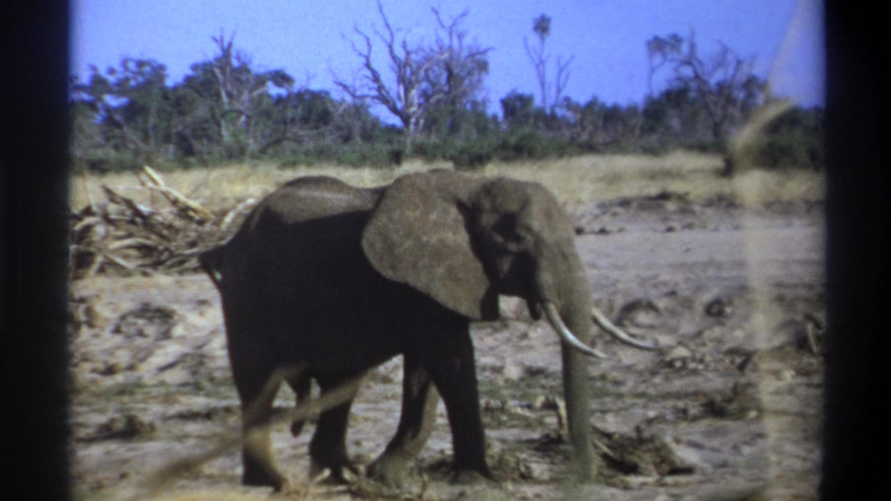 Elephant in profile crossing a dry plain with brush and trees in the distance.